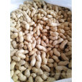 Best Quality Peanut in Shell New Crop Groundnut in Shell